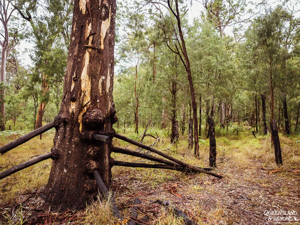 Old fences at Blackdown Tableland National Park