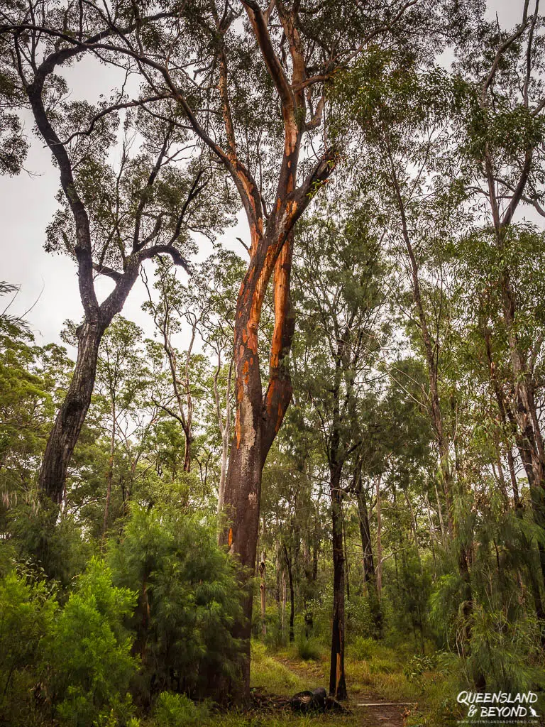 Blackdown Tableland National Park
