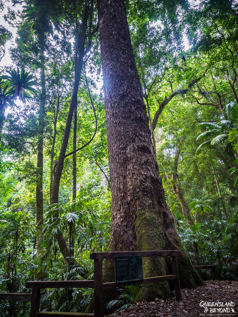 Washpool National Park