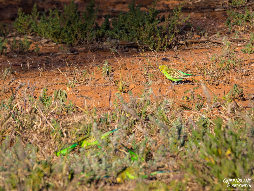 Parrots at Idalia National Park