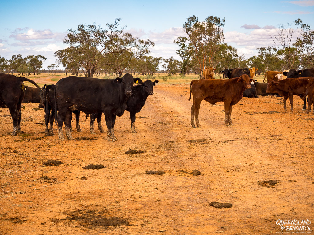 Cows in Outback Queensland