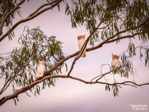 Major Mitchells Cockatoos at Currawinya National Park