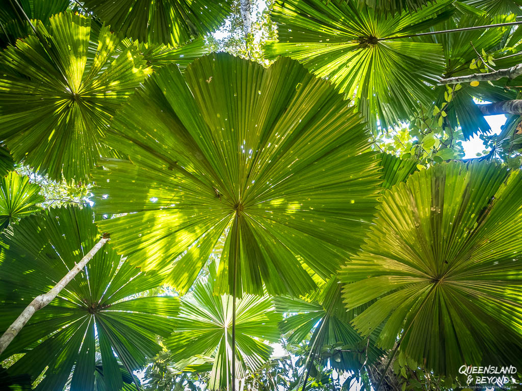 Palm trees, Daintree National Park