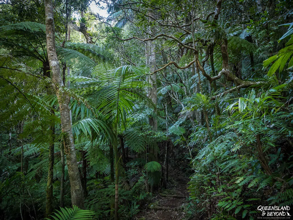 Rainforest, Daves Creek Circuit, Lamington National Park