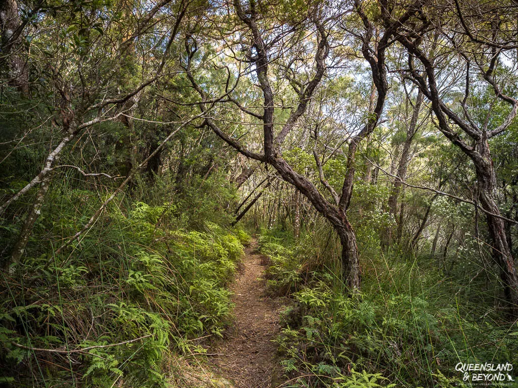 Dry forest, Daves Creek Circuit, Lamington National Park