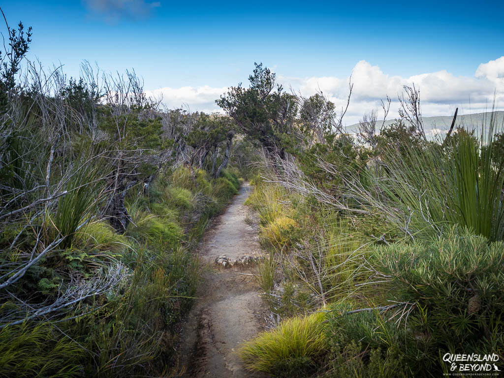 Daves Creek Circuit, Lamington National Park