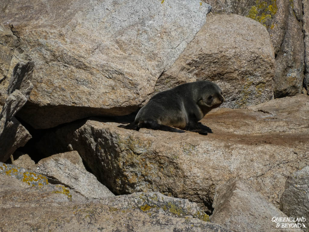 Fur seal, Abel Tasman Coast Track
