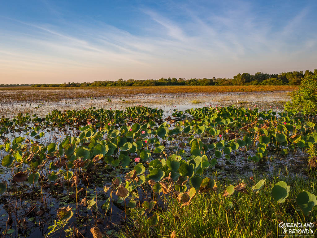 Water lillies at Kakadu National Park