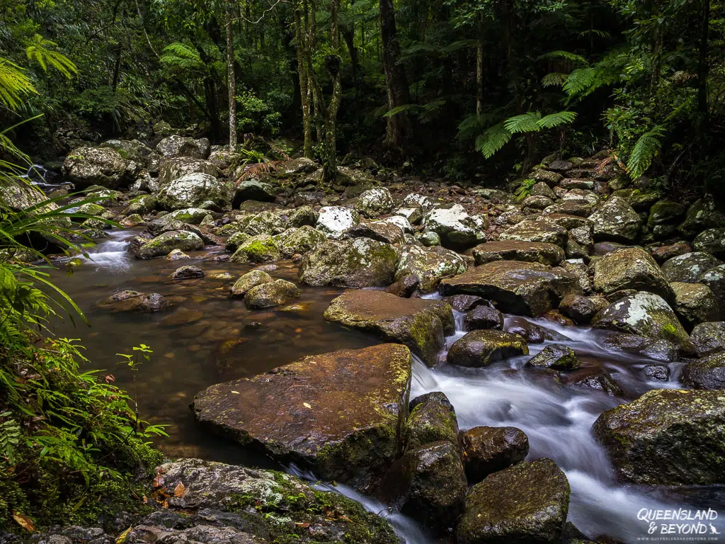 A long-exposure shot of clear water rushing between mossy, basalt stepping stones at a creek crossing along the Coomera Circuit, framed by large tree ferns and dense sub-tropical rainforest.