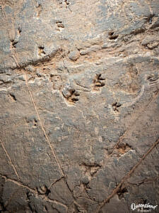 Dinosaur tracks at the Dinosaur Stampede National Monument at Lark Quarry Conservation Park, Queensland