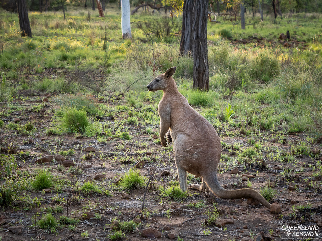 Kangaroo at Porcupine Gorge National Park, Queensland, Australia