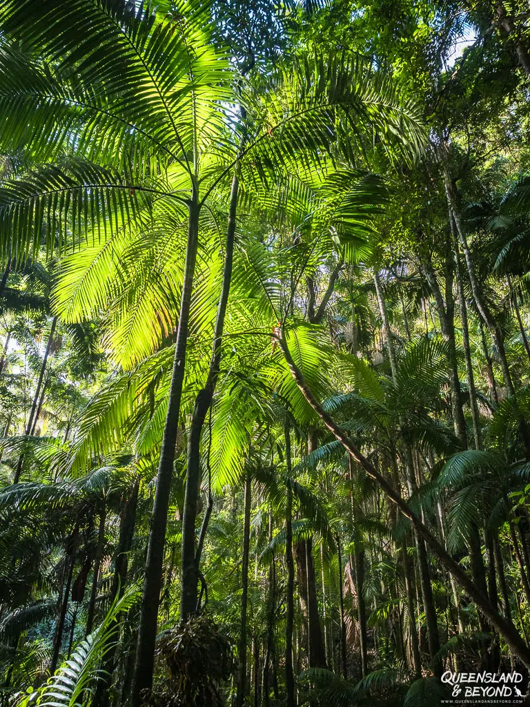 Ships Stern Circuit, Lamington National Park