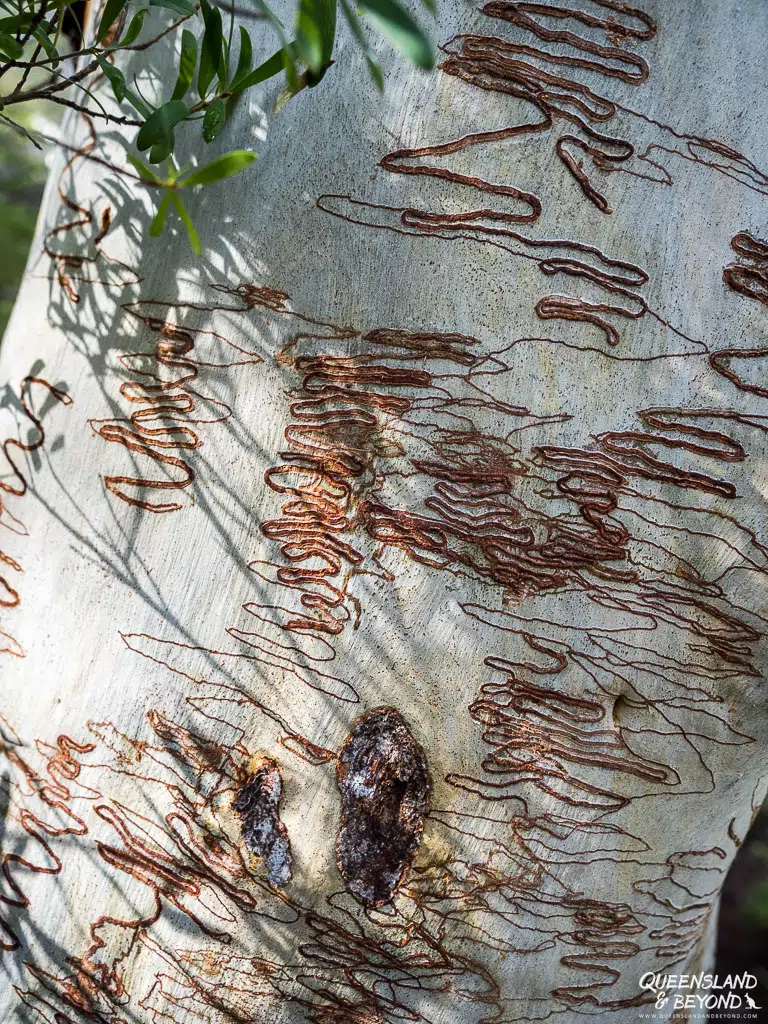 Scribbly Gum, Ships Stern Circuit, Lamington National Park