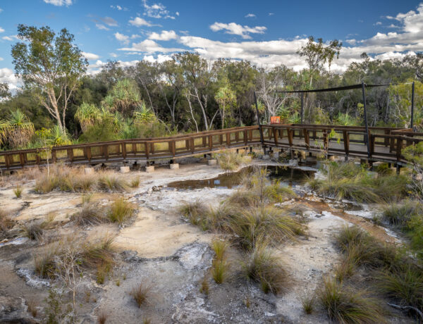 Raised timber boardwalk winding over pale mineral terraces and natural geothermal pools at Talaroo Hot Springs in Outback Queensland.