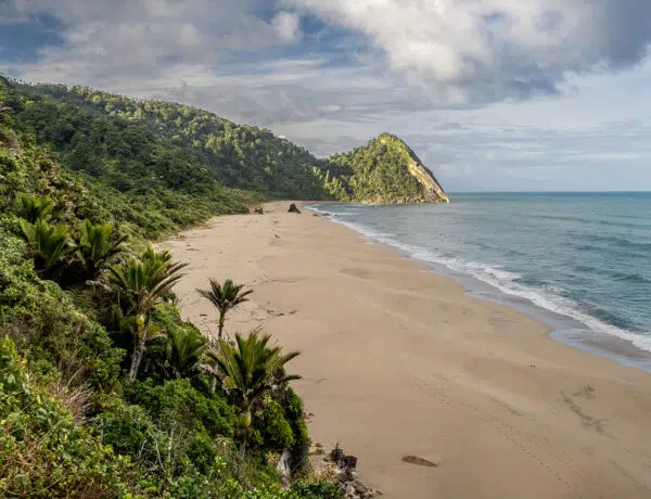 Elevated view looking back over the sandy curve of Scotts Beach framed by dense nīkau palm forest and coastal headlands on the Heaphy Track, New Zealand.