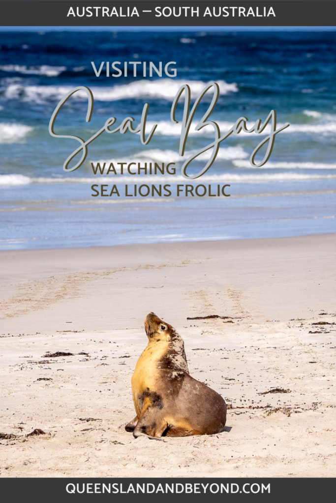 Seal Bay Conservation Park is a fantastic spot to watch sea lions frolic in the shallow waves or sunbake on the beach. The best way to see them is by guided tour. Here's how. 🌐 Queensland & Beyond