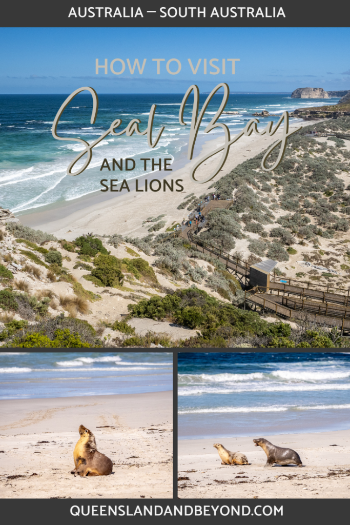 Seal Bay Conservation Park is a fantastic spot to watch sea lions frolic in the shallow waves or sunbake on the beach. The best way to see them is by guided tour. Here's how. 🌐 Queensland & Beyond